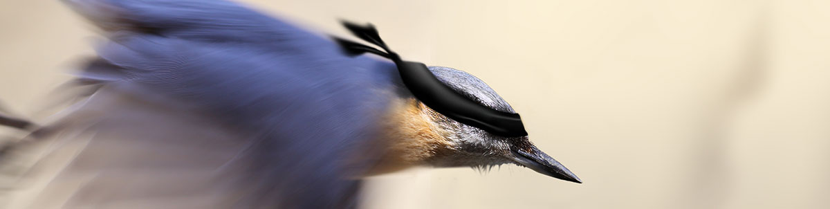 flying-blind photo of a bird flying blind